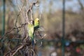 Budgie flying with his wings spread