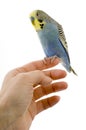 Budgie on a hand