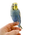 Budgie on a hand