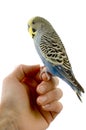 Budgie on a hand