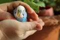 A budgie in the hands of a man. The owner put his hands around the blue parrot Royalty Free Stock Photo