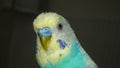 Budgie. the head of a male budgie parrot. close up of an Australian parrot. closeup lovebird, Colorful parrot. love bird, birds, a