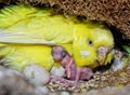 Budgie Hen Royalty Free Stock Photo