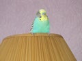 Budgie. A little talking bird.