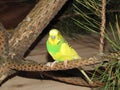 Budgie. A little talking bird.