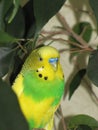 Budgie. A little talking bird.