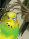 Budgie. A little talking bird.