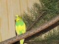 Budgie. A little talking bird.