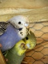 Budgie love