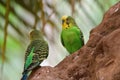 Budgie melopsittacus undulata Royalty Free Stock Photo