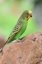 Budgie melopsittacus undulatus Royalty Free Stock Photo