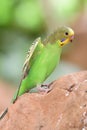 Budgie melopsittacus undulatus Royalty Free Stock Photo