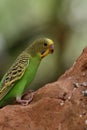 Budgie melopsittacus undulata Royalty Free Stock Photo