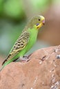 Budgie melopsittacus undulatus Royalty Free Stock Photo