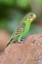 Budgie melopsittacus undulatus Royalty Free Stock Photo