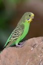 Budgie melopsittacus undulatus Royalty Free Stock Photo