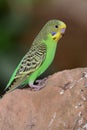 Budgie melopsittacus undulatus Royalty Free Stock Photo