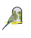 Budgie mirror reflection Royalty Free Stock Photo