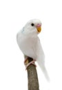 Budgie 1,5 mounths on white