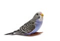 Budgie 1,5 mounths on white Royalty Free Stock Photo