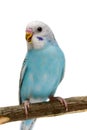 Budgie 1,5 mounths on white Royalty Free Stock Photo