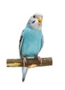 Budgie 1,5 mounths on white Royalty Free Stock Photo