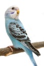 Budgie 1,5 mounths on white Royalty Free Stock Photo