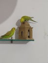 Budgie pair on replica of gate of india