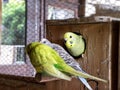 Budgie parents and fledgling Royalty Free Stock Photo