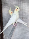 budgie parrot couple Royalty Free Stock Photo