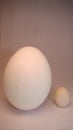 Budgie parrot egg on a white background. Comparison of the size of chicken egg and budgie parrot egg. Set of white and budgie eggs