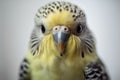 Budgie\'s cute straight face