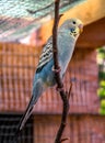 Budgie