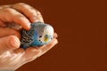 A budgie sits on the palm of a person`s hand Royalty Free Stock Photo