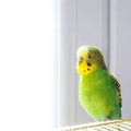 Budgie sitting on birdcage.