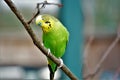 Budgie sitting on a branch crooking head Royalty Free Stock Photo