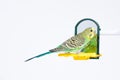 Budgie standing in front of the mirror Royalty Free Stock Photo