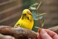 Budgie Treat Melopsittacus undulatus Royalty Free Stock Photo