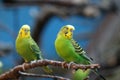 Budgie Royalty Free Stock Photo