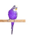 Budgie violet on white background. Budgerigar close-up