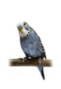 Budgie 4 years old on white Royalty Free Stock Photo