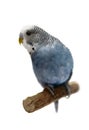 Budgie 4 years old on white Royalty Free Stock Photo