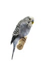 Budgie 4 years old on white Royalty Free Stock Photo