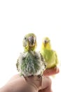 Budgies