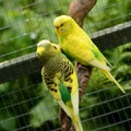 Budgies chatting Royalty Free Stock Photo