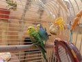 Budgies Royalty Free Stock Photo