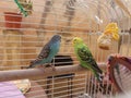 Budgies Royalty Free Stock Photo