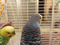 Budgies Royalty Free Stock Photo