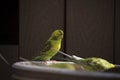 Budgies Feeding Royalty Free Stock Photo