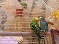 Budgies Royalty Free Stock Photo